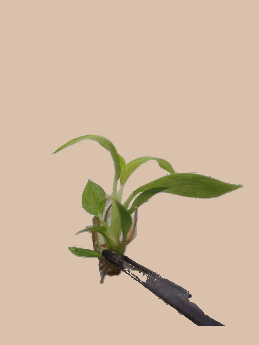 Philodendron ‘Calkins Gold’ cultivar reference, photo 3. Packaging and mature-plant images are illustrative; sold as 1 plant per bag.