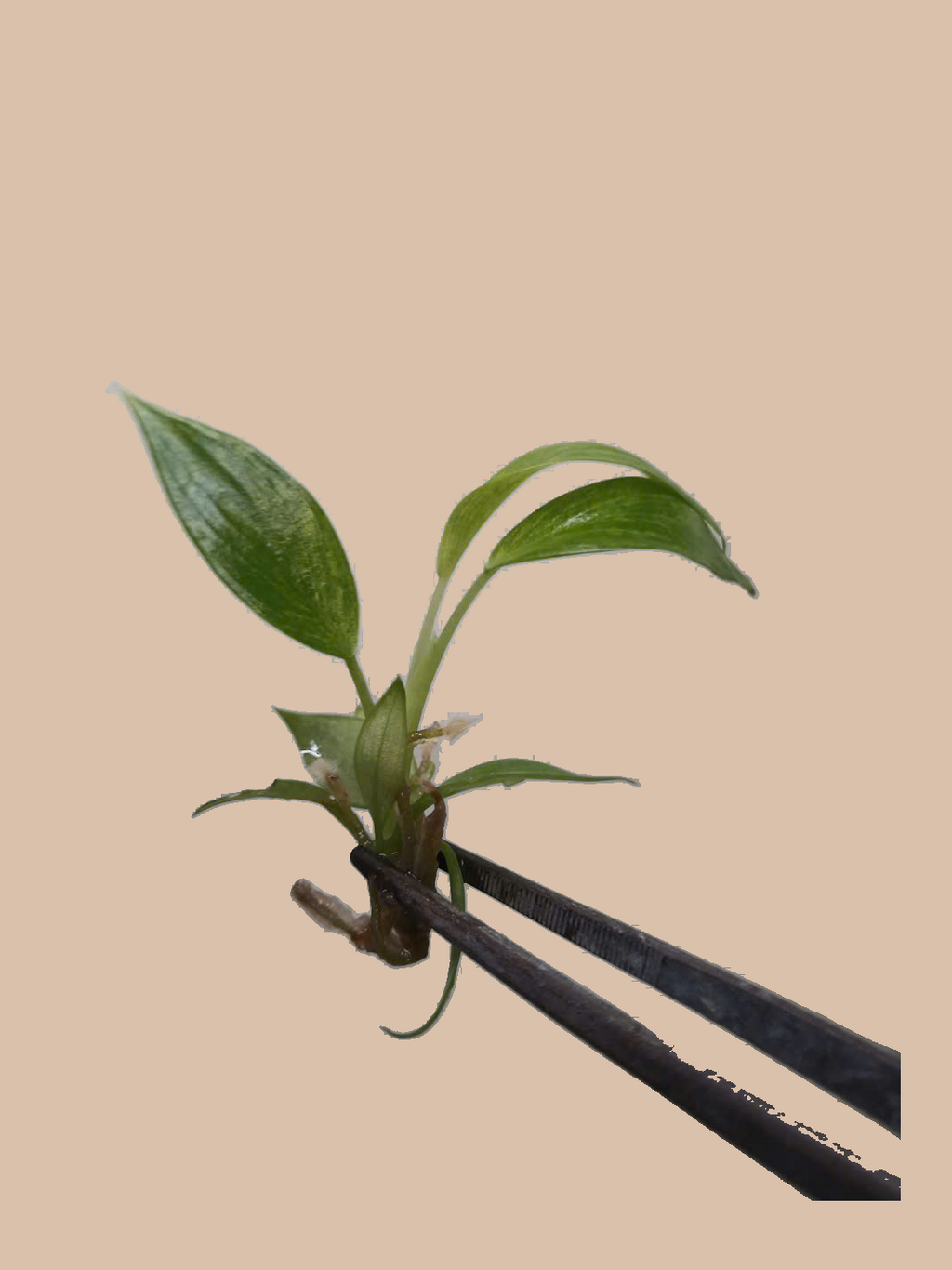 Philodendron ‘Calkins Gold’ cultivar reference, photo 4. Packaging and mature-plant images are illustrative; sold as 1 plant per bag.