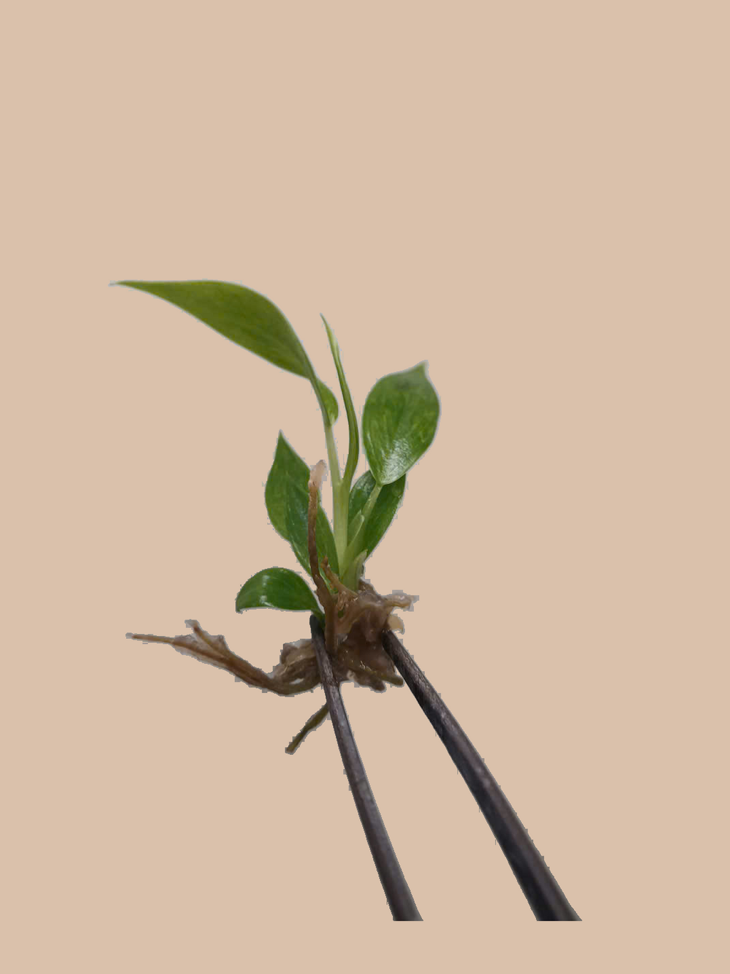 Philodendron ‘Calkins Gold’ cultivar reference, photo 5. Packaging and mature-plant images are illustrative; sold as 1 plant per bag.