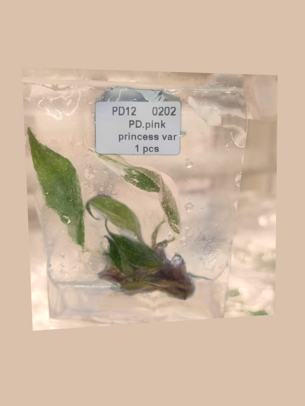 Philodendron erubescens ‘Pink Princess’ Variegated cultivar reference. Packaging and mature-plant images are illustrative; sold as 1 plant per bag.