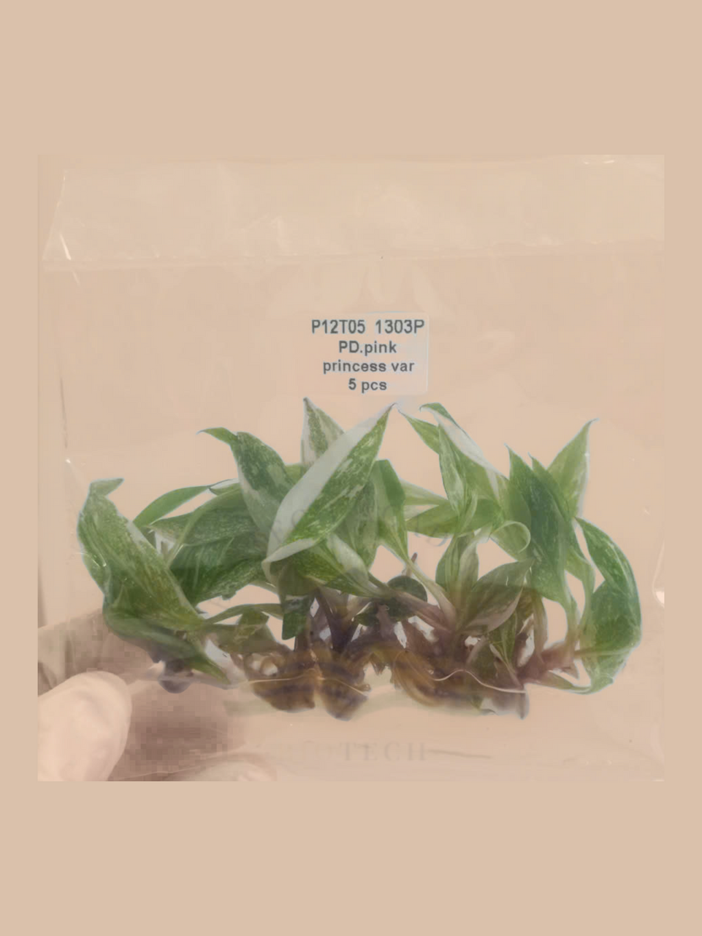 Philodendron erubescens ‘Pink Princess’ Variegated cultivar reference, photo 2. Packaging and mature-plant images are illustrative; sold as 1 plant per bag.