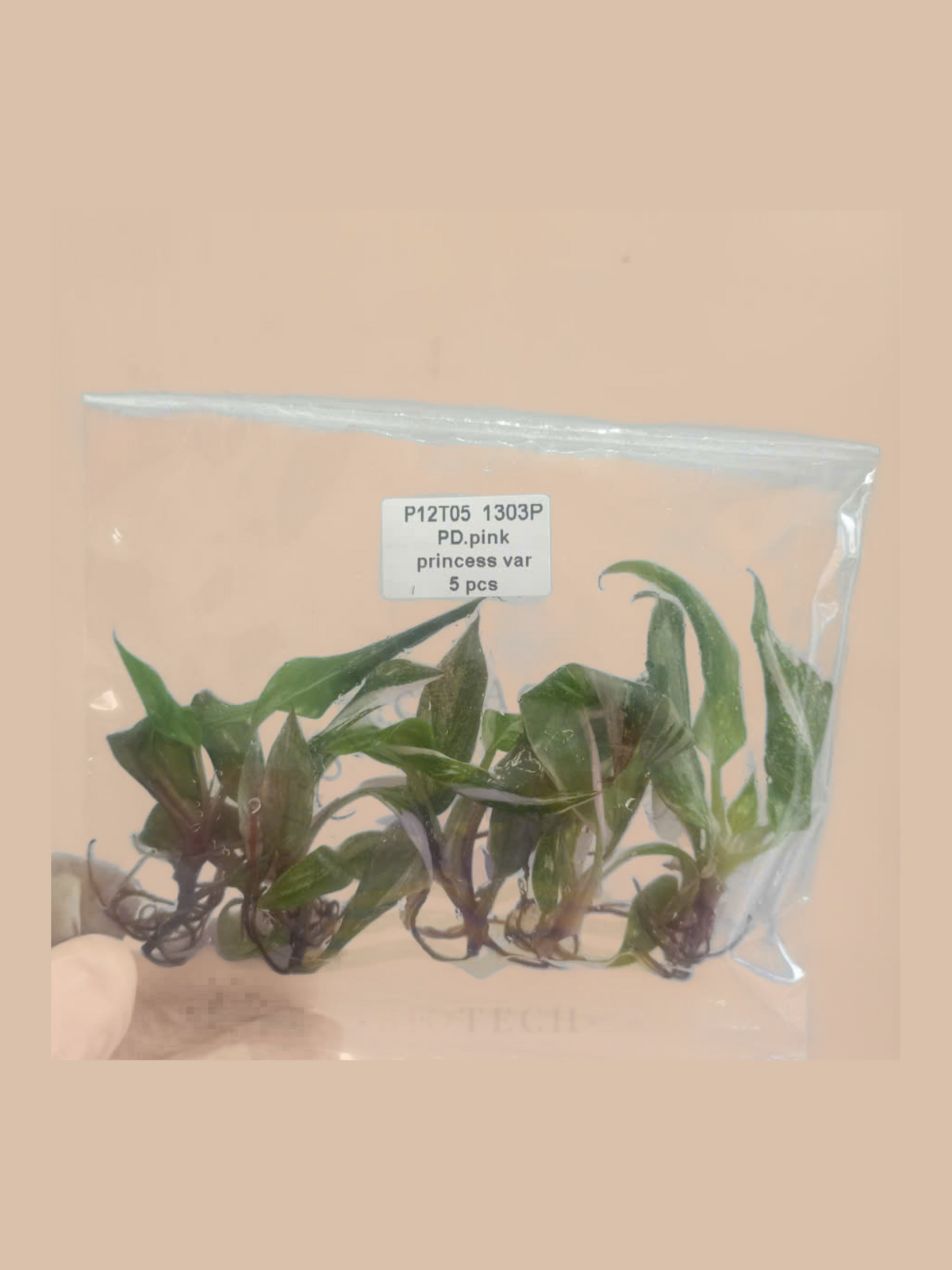 Philodendron erubescens ‘Pink Princess’ Variegated cultivar reference, photo 3. Packaging and mature-plant images are illustrative; sold as 1 plant per bag.