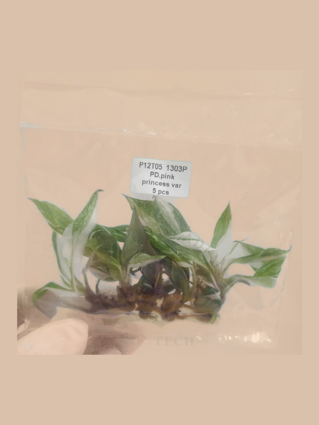 Philodendron erubescens ‘Pink Princess’ Variegated cultivar reference, photo 4. Packaging and mature-plant images are illustrative; sold as 1 plant per bag.