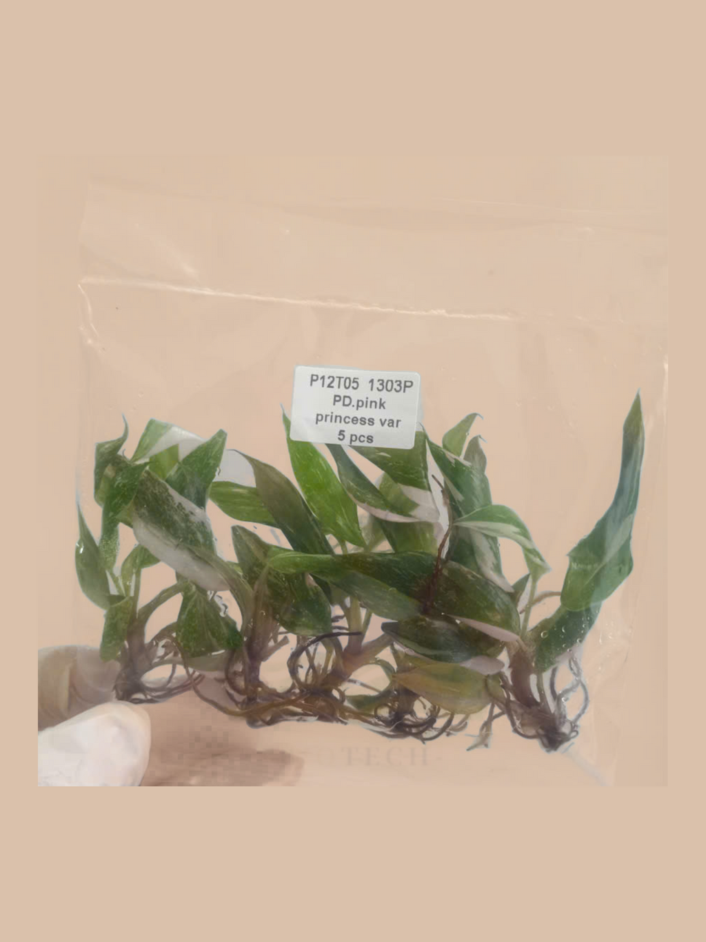 Philodendron erubescens ‘Pink Princess’ Variegated cultivar reference, photo 5. Packaging and mature-plant images are illustrative; sold as 1 plant per bag.