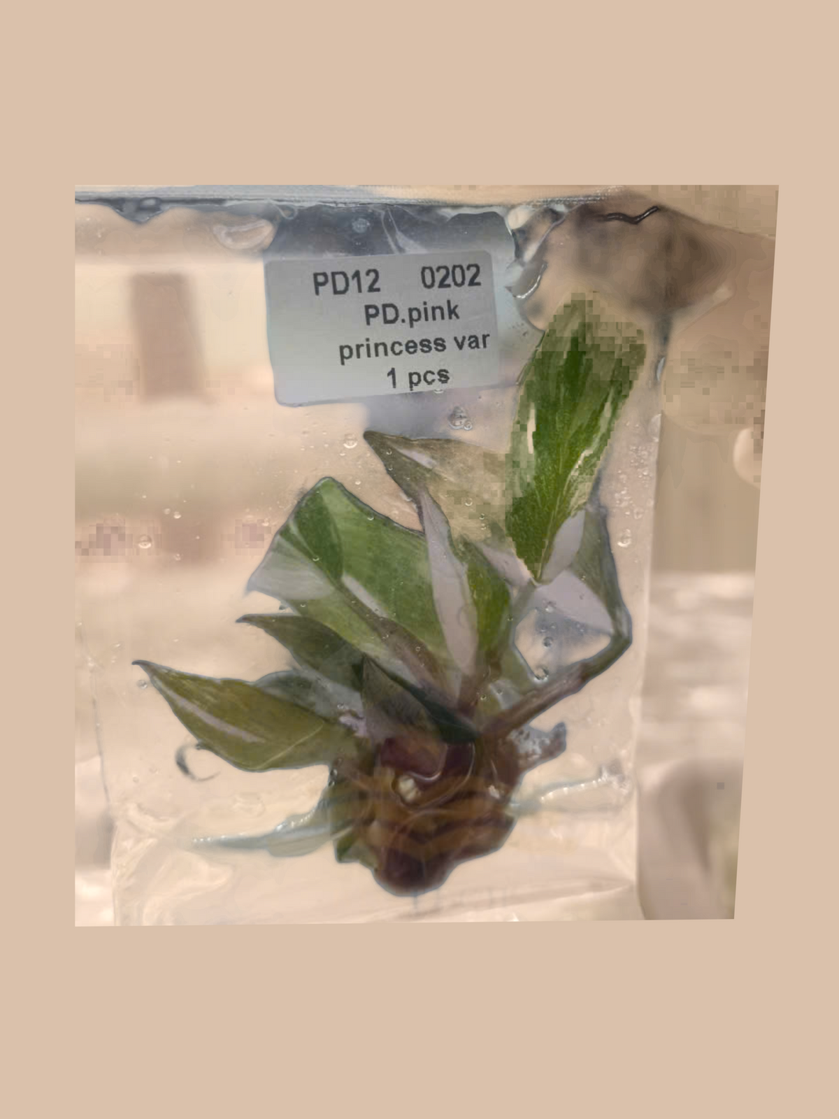 Philodendron erubescens ‘Pink Princess’ Variegated cultivar reference, photo 7. Packaging and mature-plant images are illustrative; sold as 1 plant per bag.