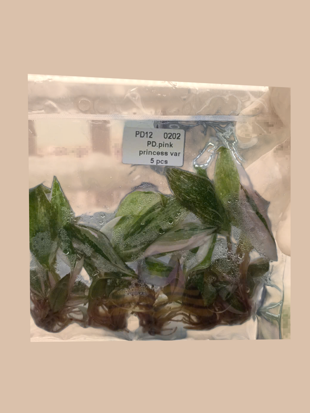Philodendron erubescens ‘Pink Princess’ Variegated cultivar reference, photo 8. Packaging and mature-plant images are illustrative; sold as 1 plant per bag.