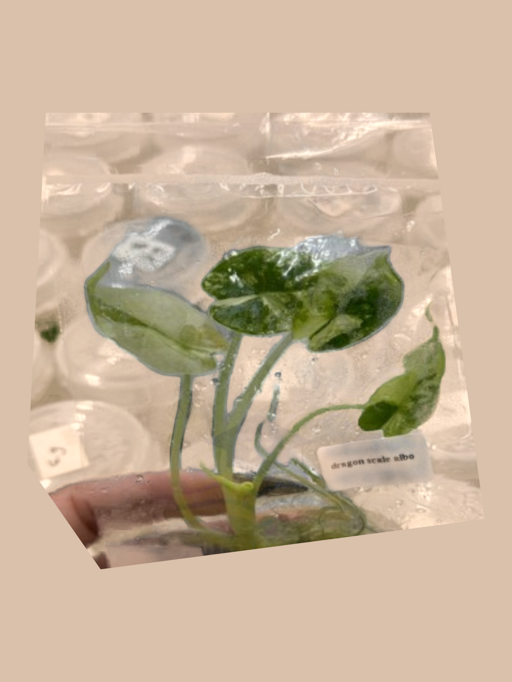 Alocasia baginda ‘Dragon Scale Albo’ cultivar reference. Packaging and mature-plant images are illustrative; sold as 1 plant per bag.