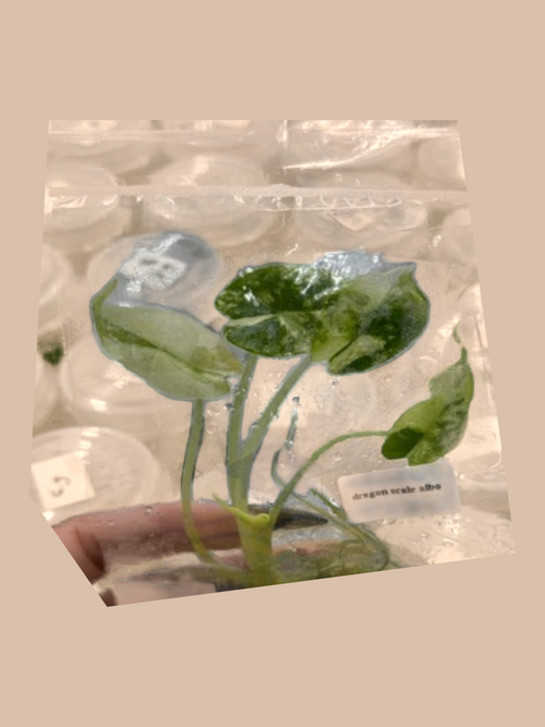 Alocasia baginda ‘Dragon Scale Albo’ cultivar reference. Packaging and mature-plant images are illustrative; sold as 1 plant per bag.