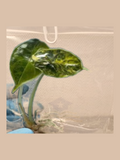 Alocasia azlanii var. Yellow cultivar reference in tissue culture packaging. Sold as 1 plant per bag.