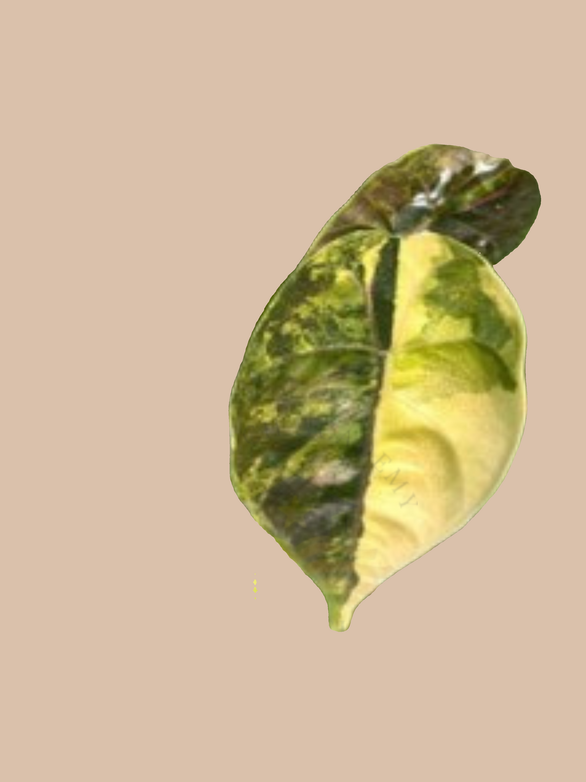 Alocasia azlanii var. Yellow cultivar reference, photo 2. Packaging and mature-plant images are illustrative; sold as 1 plant per bag.