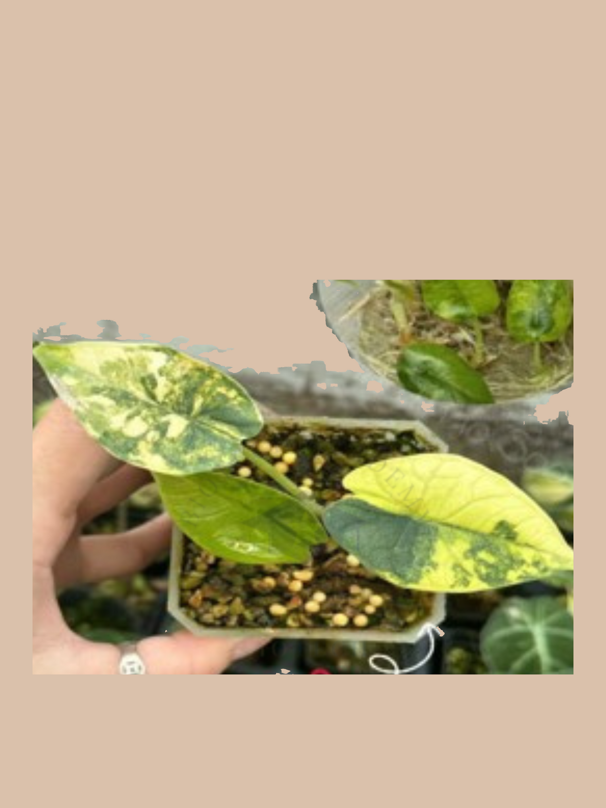 Alocasia melo aurea long form cultivar reference. Packaging and mature-plant images are illustrative; sold as 1 plant per bag.