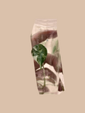 Alocasia melo Maharani Albo Variegata cultivar reference. Packaging and mature-plant images are illustrative; sold as 1 plant per bag.