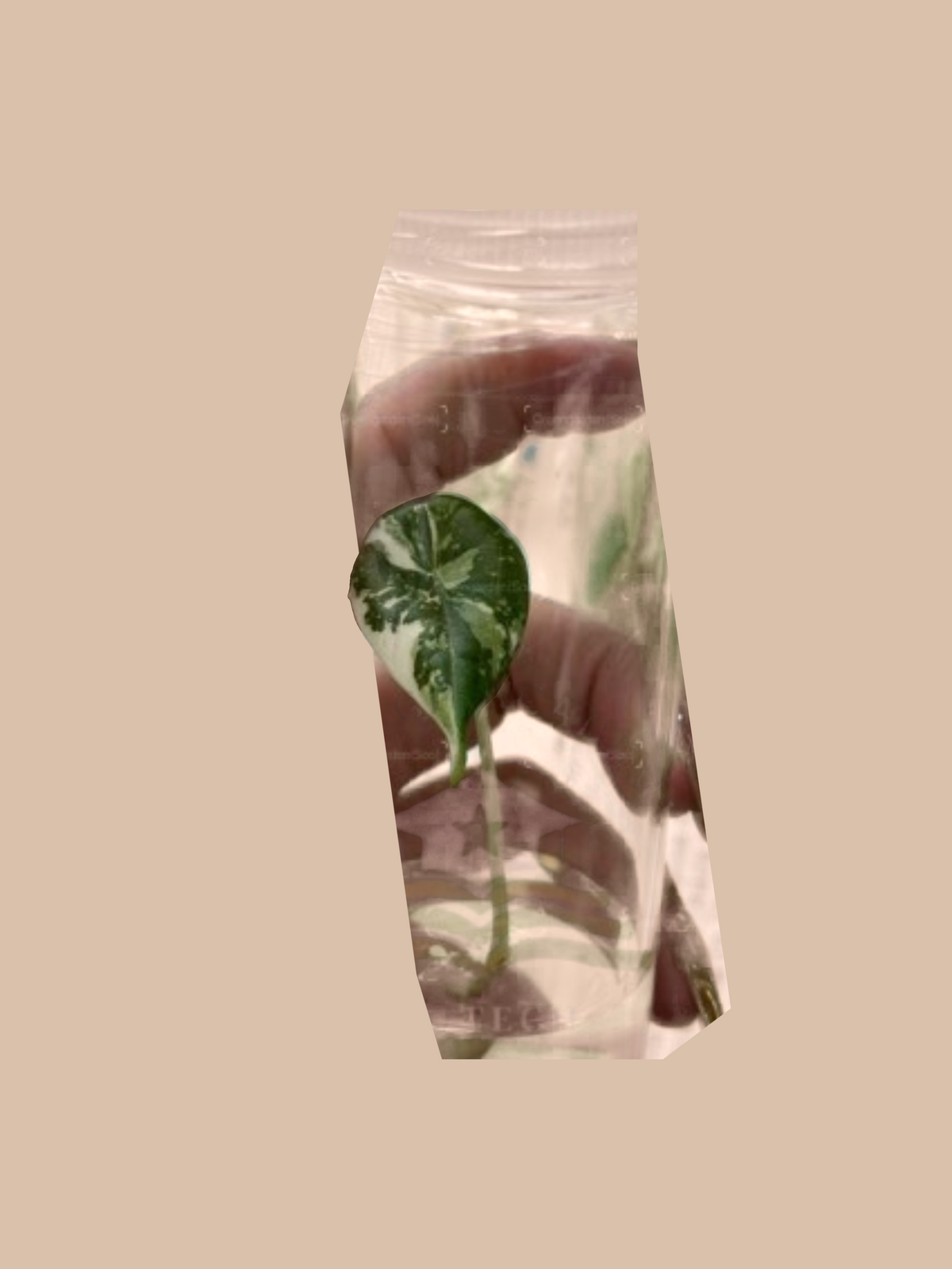 Alocasia melo Maharani Albo Variegata cultivar reference. Packaging and mature-plant images are illustrative; sold as 1 plant per bag.