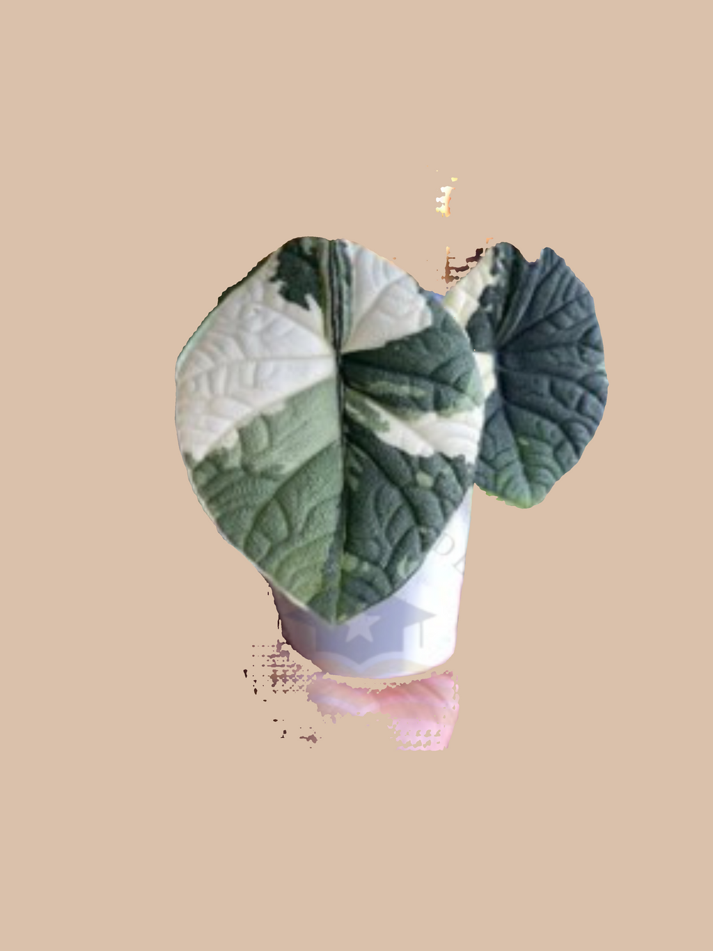 Alocasia melo Maharani Albo Variegata cultivar reference, photo 2. Packaging and mature-plant images are illustrative; sold as 1 plant per bag.