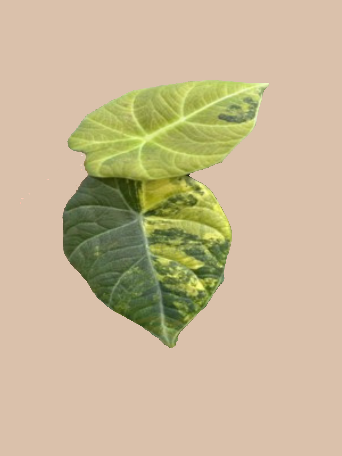 Alocasia maharani ‘Golden Lime’ cultivar reference, photo 2. Packaging and mature-plant images are illustrative; sold as 1 plant per bag.