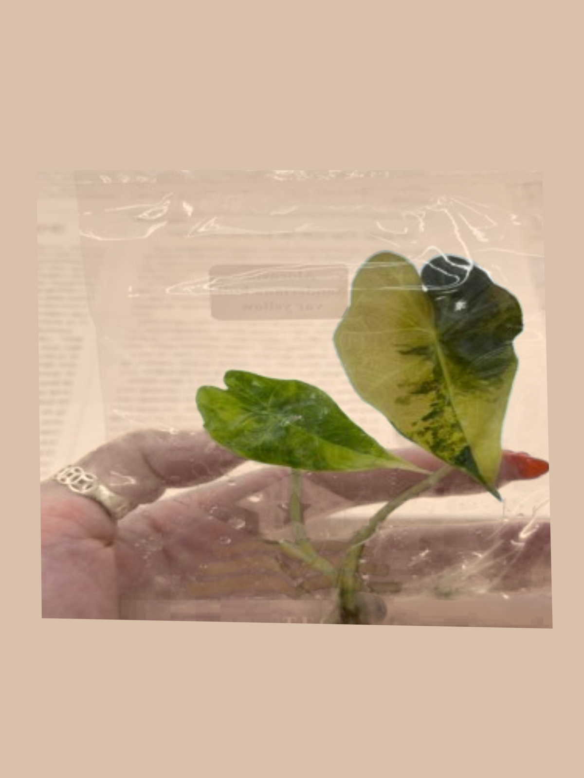 Alocasia sanderiana var. yellow cultivar reference. Packaging and mature-plant images are illustrative; sold as 1 plant per bag.