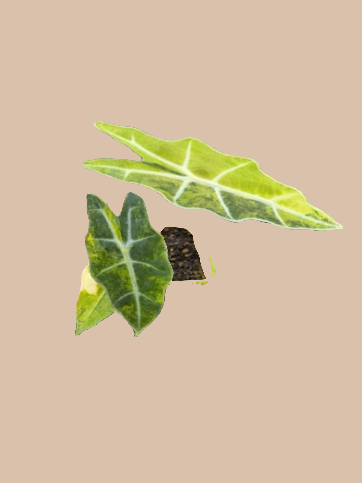 Alocasia sanderiana var. yellow cultivar reference, photo 2. Packaging and mature-plant images are illustrative; sold as 1 plant per bag.