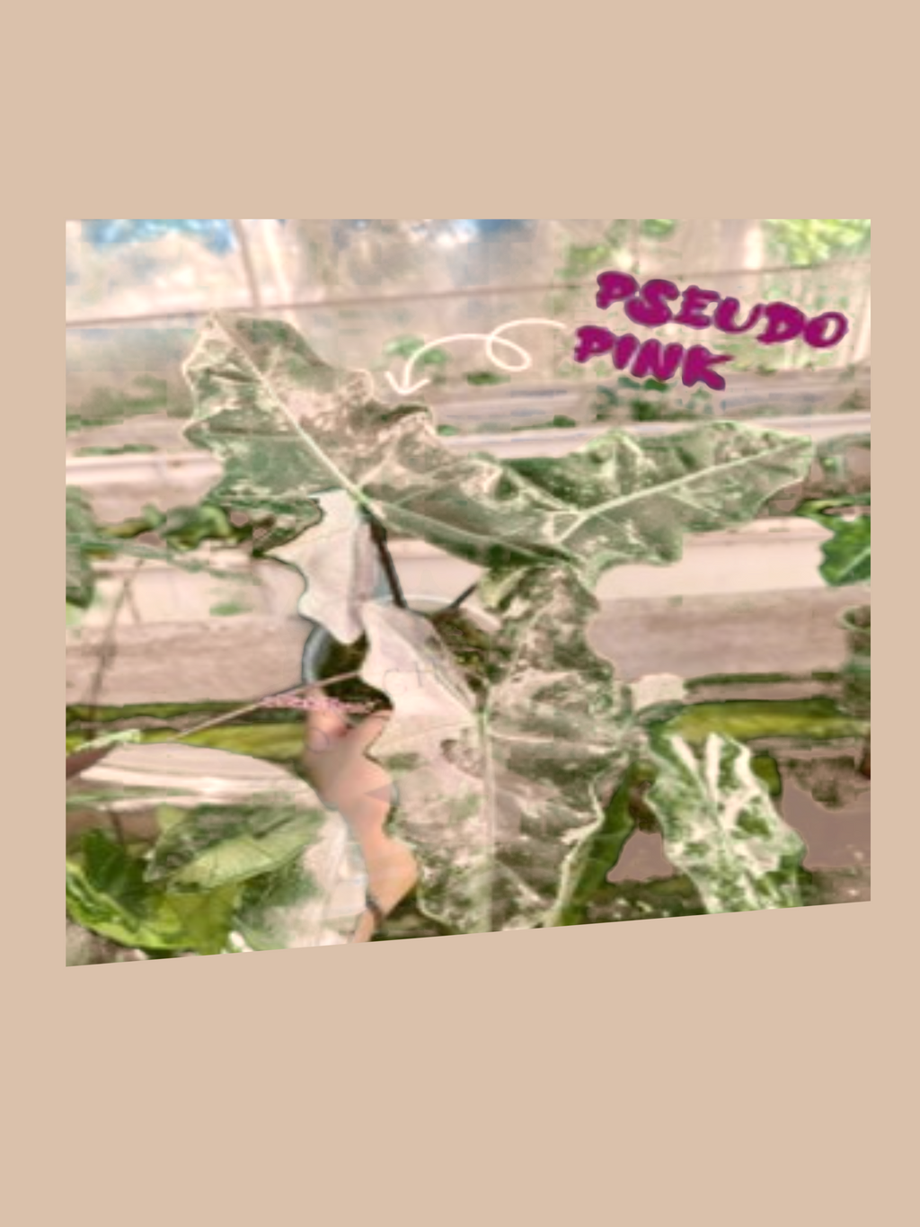 Alocasia sanderiana pseudo pink cultivar reference, photo 2. Packaging and mature-plant images are illustrative; sold as 1 plant per bag.