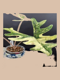 Alocasia ‘Jacklyn Mystic’ cultivar reference. Packaging and mature-plant images are illustrative; sold as 1 plant per bag.