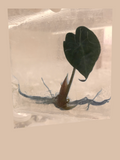 Alocasia ‘Venom’ cultivar reference. Packaging and mature-plant images are illustrative; sold as 1 plant per bag.