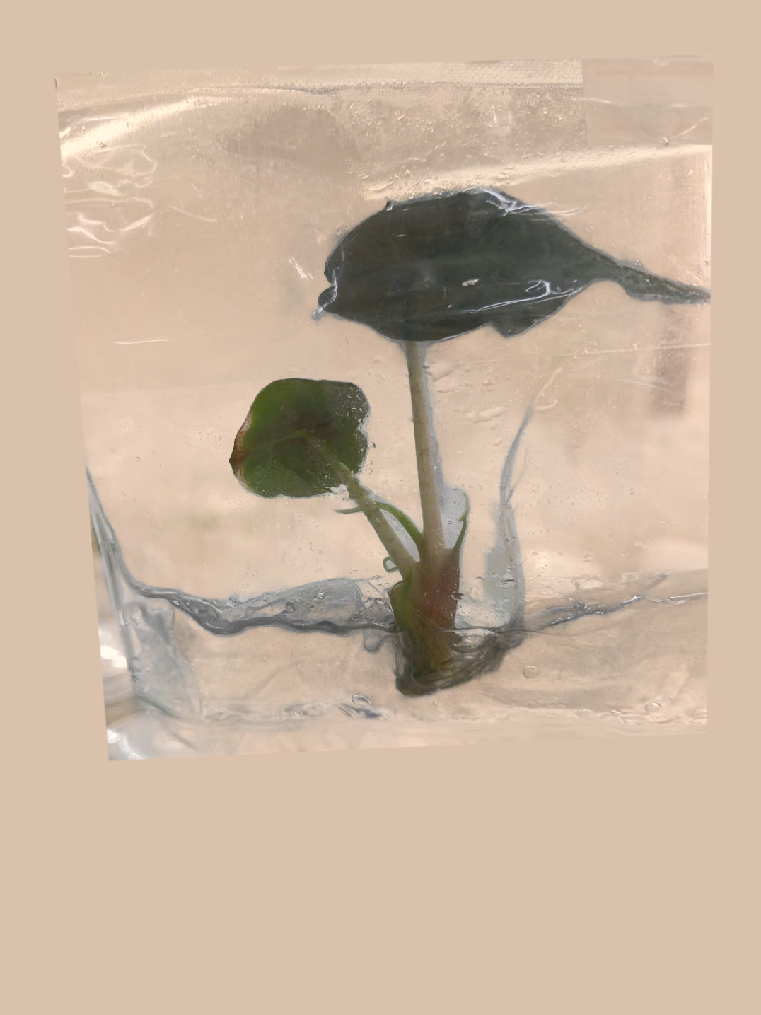 Alocasia ‘Venom’ cultivar reference, photo 2. Packaging and mature-plant images are illustrative; sold as 1 plant per bag.