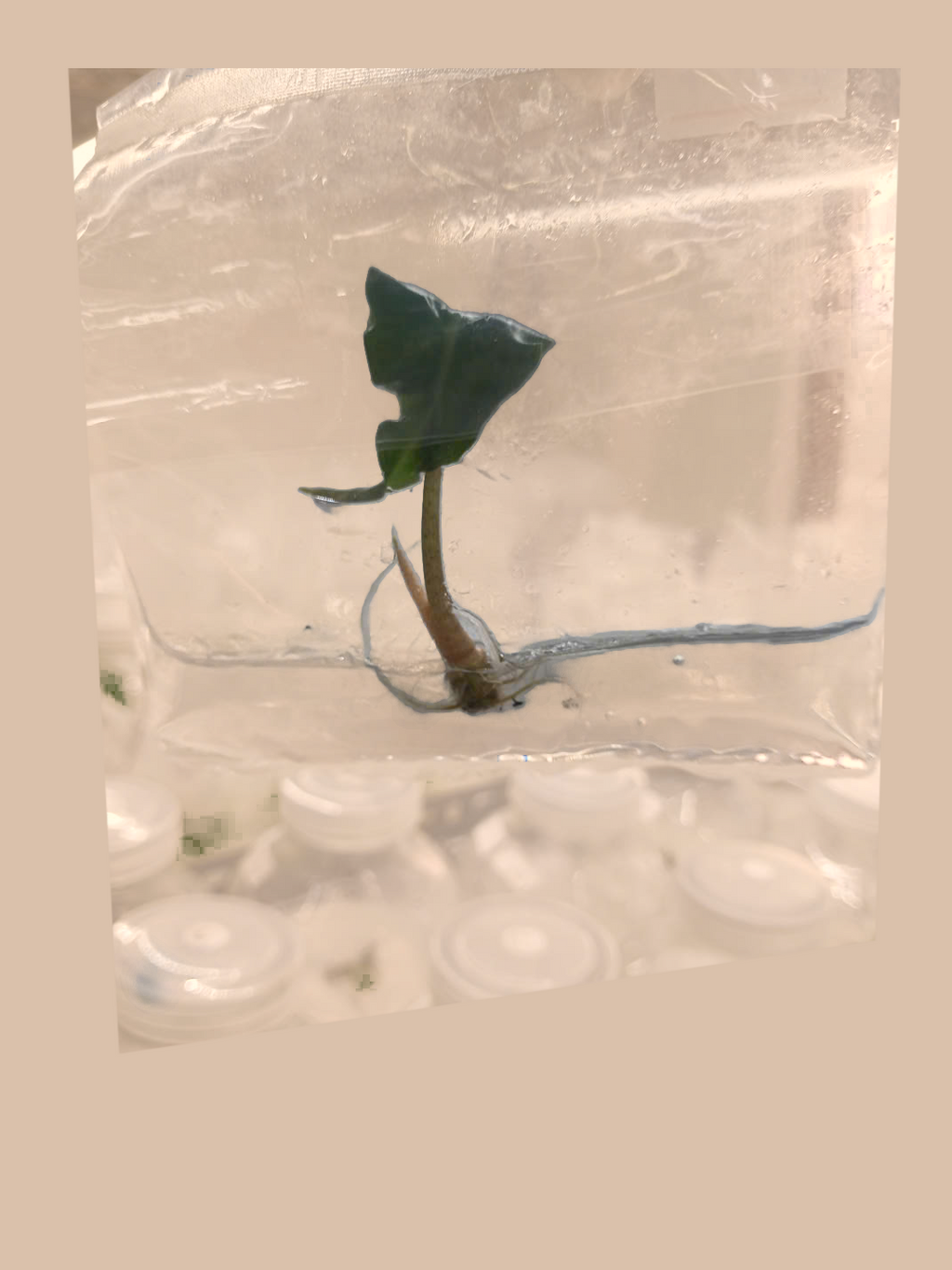 Alocasia ‘Venom’ cultivar reference, photo 3. Packaging and mature-plant images are illustrative; sold as 1 plant per bag.