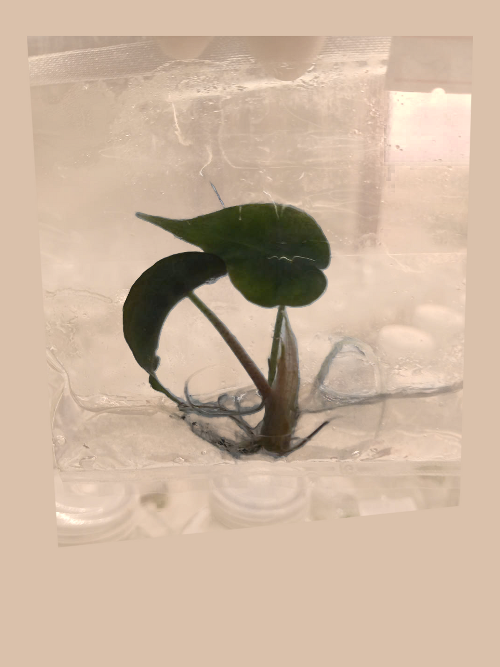 Alocasia ‘Venom’ cultivar reference, photo 4. Packaging and mature-plant images are illustrative; sold as 1 plant per bag.