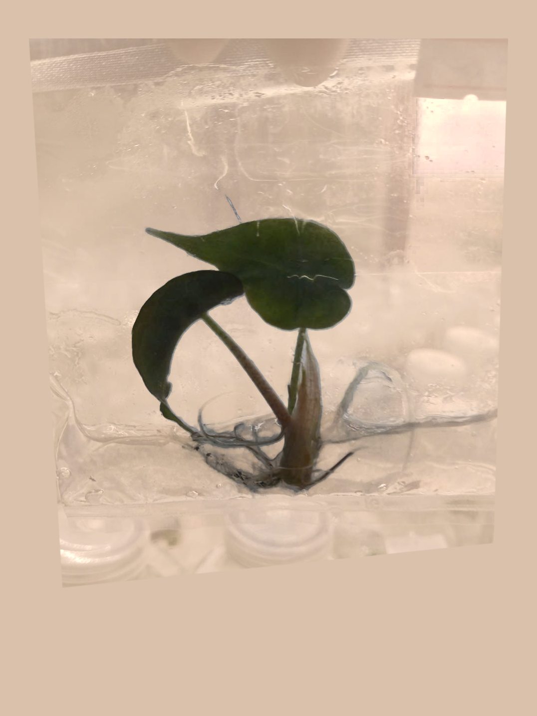 Alocasia ‘Venom’ cultivar reference, photo 4. Packaging and mature-plant images are illustrative; sold as 1 plant per bag.