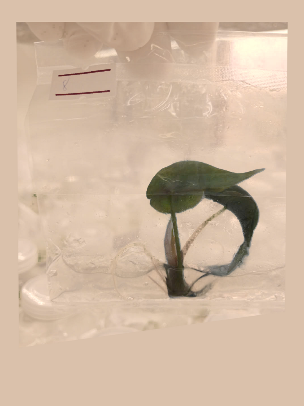 Alocasia ‘Venom’ cultivar reference, photo 5. Packaging and mature-plant images are illustrative; sold as 1 plant per bag.