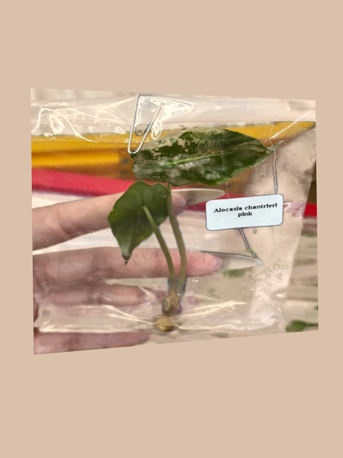 Alocasia chantrieri ‘Pink’ cultivar reference. Packaging and mature-plant images are illustrative; sold as 1 plant per bag.