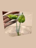Alocasia baginda ‘Silver Dragon Aurea’ cultivar reference. Packaging and mature-plant images are illustrative; sold as 1 plant per bag.