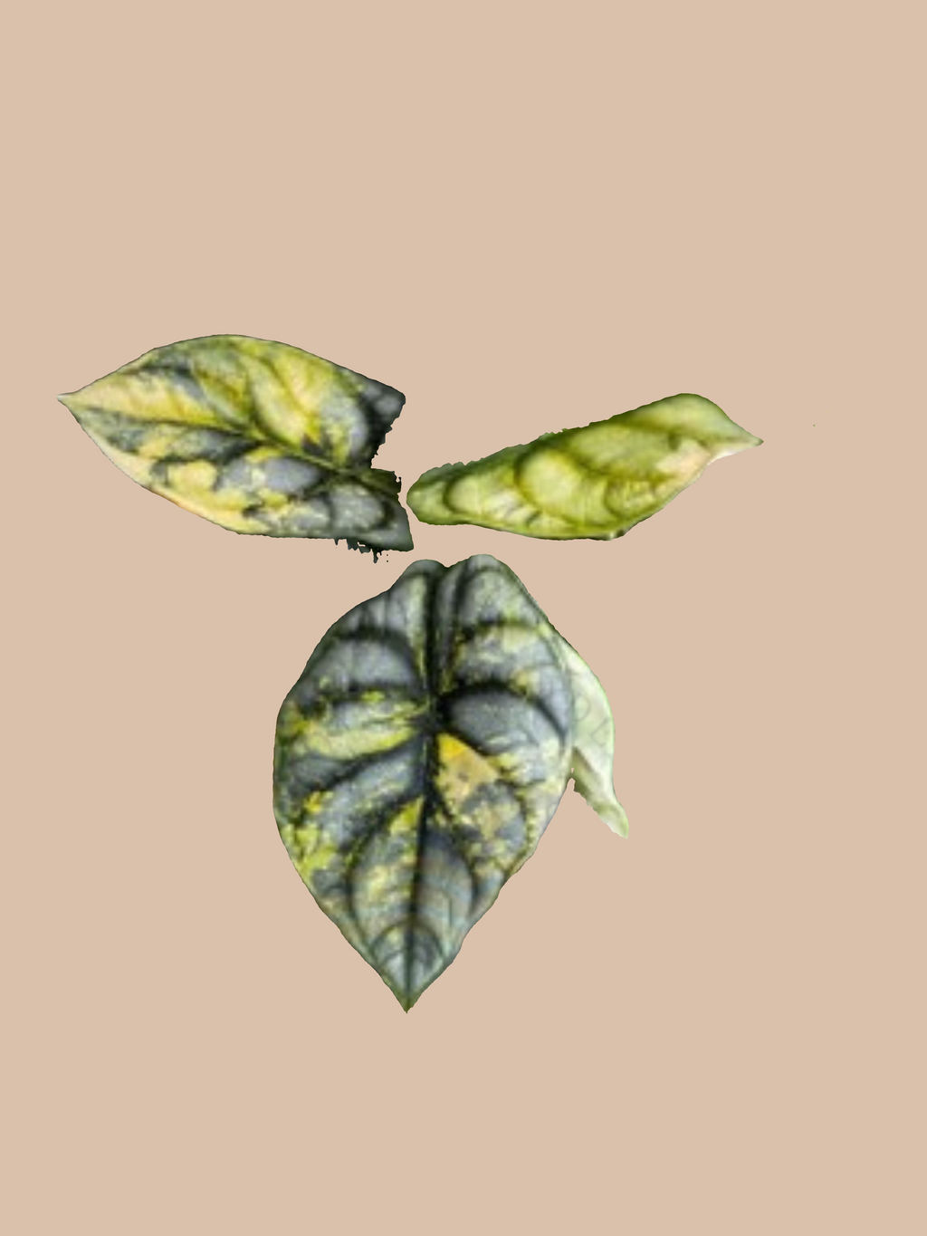 Alocasia baginda ‘Silver Dragon Aurea’ cultivar reference, photo 2. Packaging and mature-plant images are illustrative; sold as 1 plant per bag.