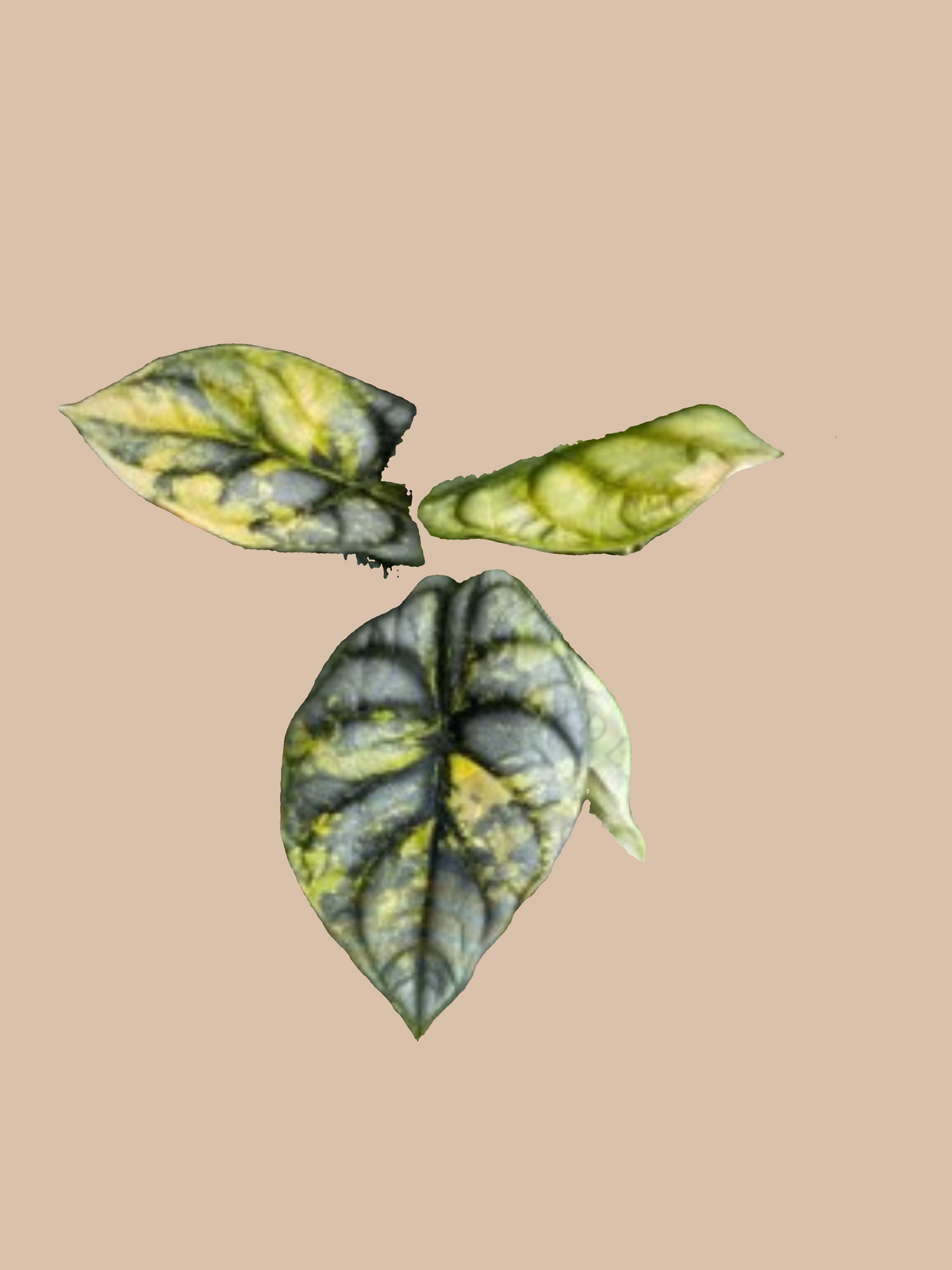 Alocasia baginda ‘Silver Dragon Aurea’ cultivar reference, photo 2. Packaging and mature-plant images are illustrative; sold as 1 plant per bag.