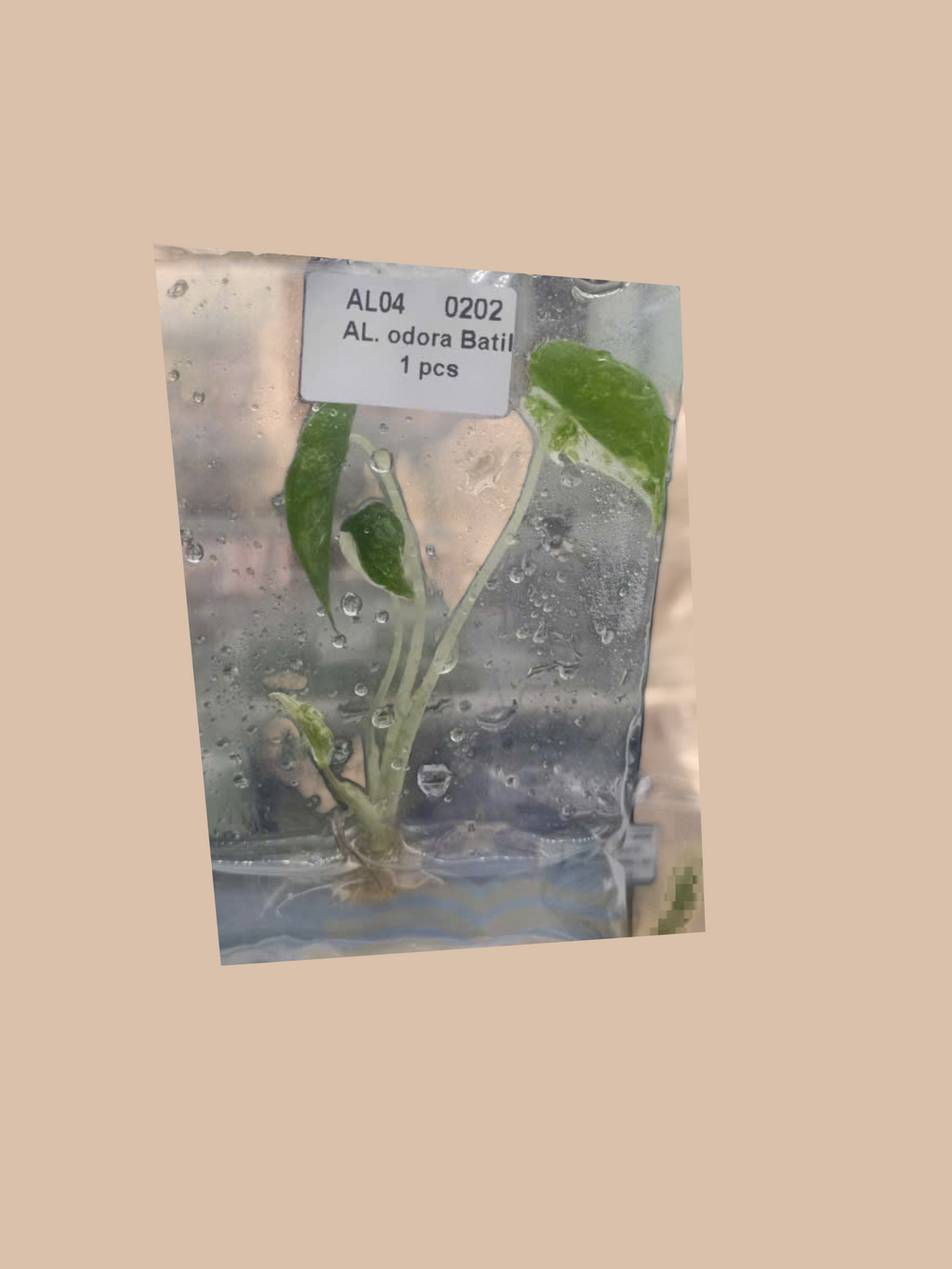 Alocasia odora variegata ‘Batik’ cultivar reference. Packaging and mature-plant images are illustrative; sold as 1 plant per bag.