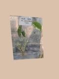 Alocasia odora variegata ‘Batik’ cultivar reference. Packaging and mature-plant images are illustrative; sold as 1 plant per bag.