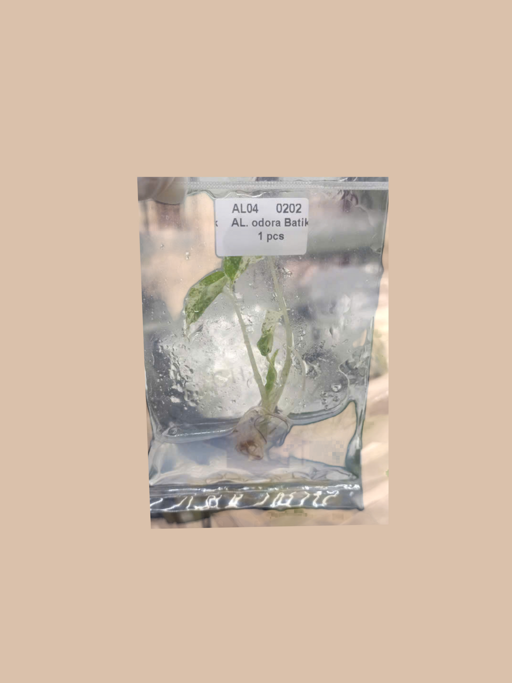 Alocasia odora variegata ‘Batik’ cultivar reference, photo 2. Packaging and mature-plant images are illustrative; sold as 1 plant per bag.