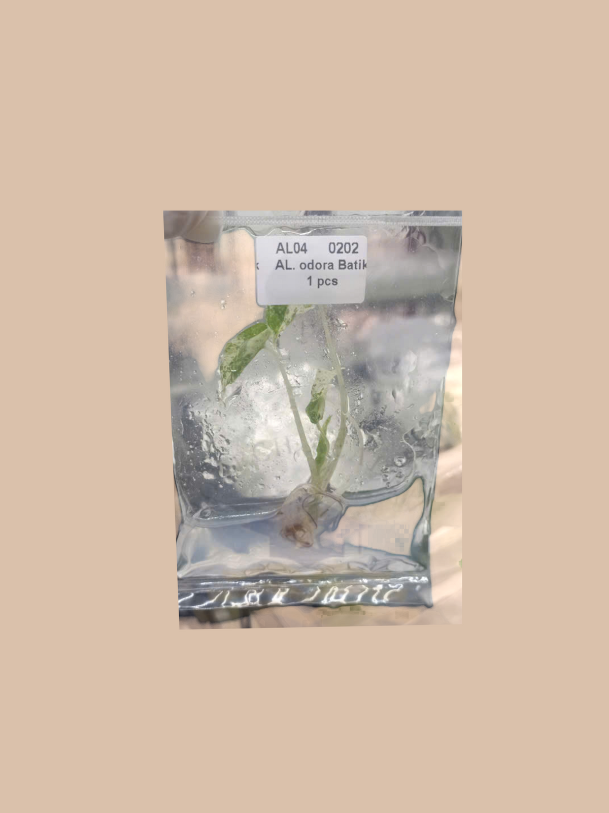 Alocasia odora variegata ‘Batik’ cultivar reference, photo 2. Packaging and mature-plant images are illustrative; sold as 1 plant per bag.