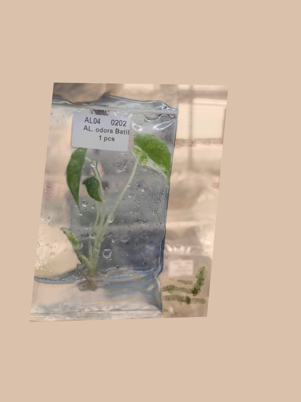 Alocasia odora variegata ‘Batik’ cultivar reference, photo 3. Packaging and mature-plant images are illustrative; sold as 1 plant per bag.