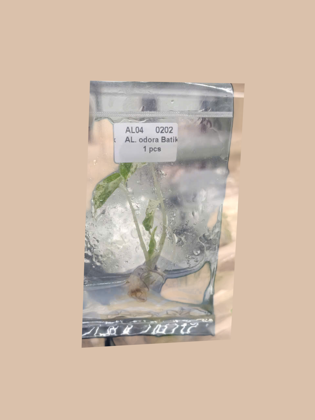 Alocasia odora variegata ‘Batik’ cultivar reference, photo 4. Packaging and mature-plant images are illustrative; sold as 1 plant per bag.