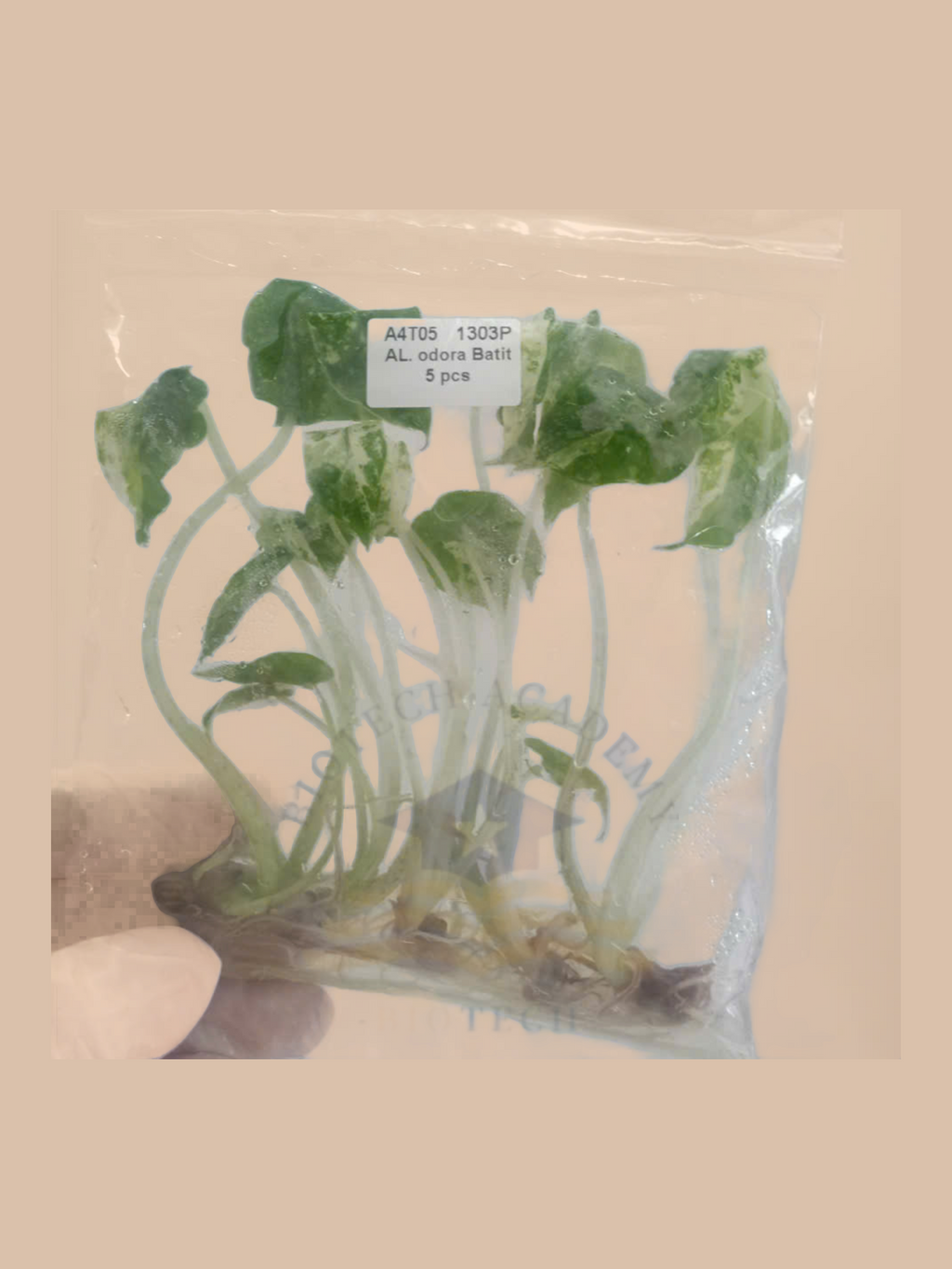 Alocasia odora variegata ‘Batik’ cultivar reference, photo 6. Packaging and mature-plant images are illustrative; sold as 1 plant per bag.