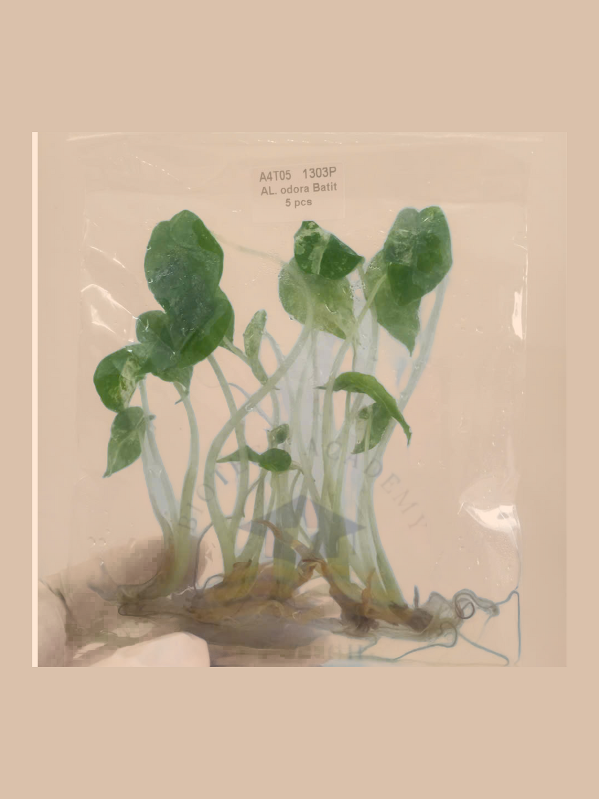 Alocasia odora variegata ‘Batik’ cultivar reference, photo 7. Packaging and mature-plant images are illustrative; sold as 1 plant per bag.