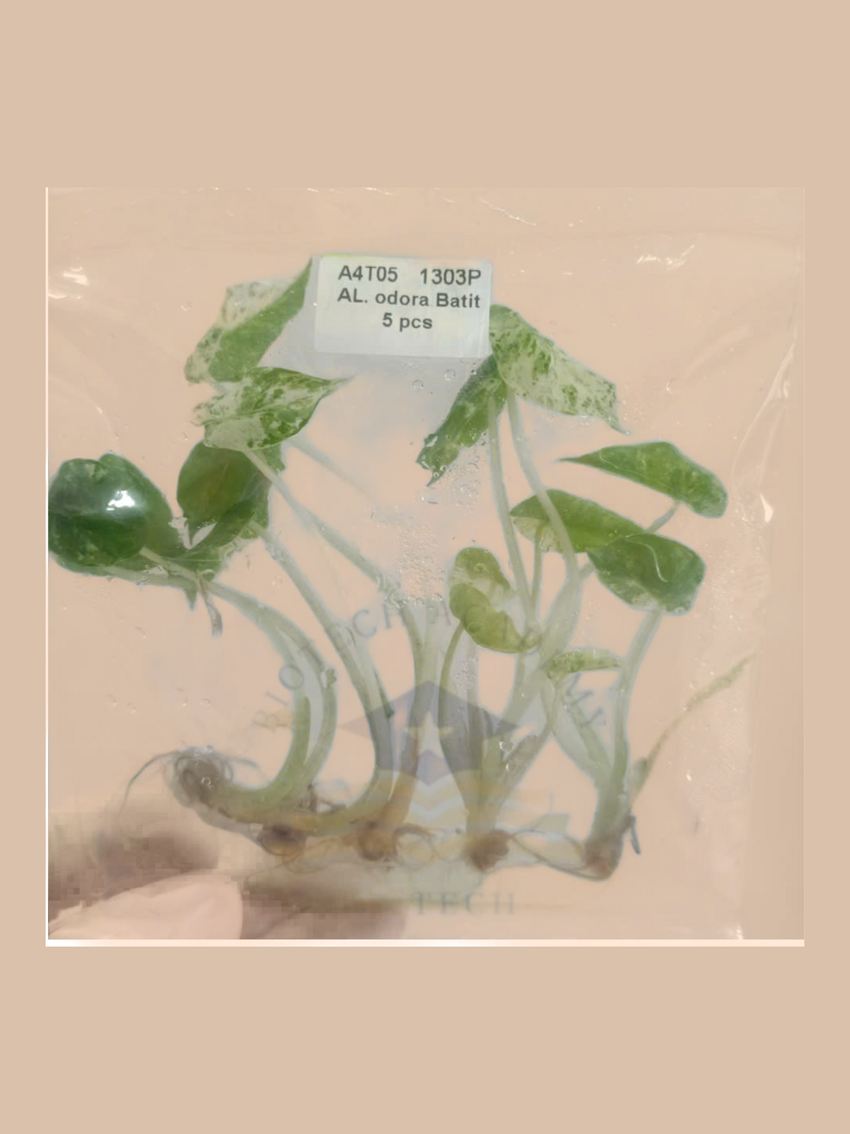 Alocasia odora variegata ‘Batik’ cultivar reference, photo 8. Packaging and mature-plant images are illustrative; sold as 1 plant per bag.