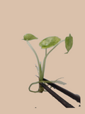 Alocasia gageana ‘Variegata’ cultivar reference. Packaging and mature-plant images are illustrative; sold as 1 plant per bag.