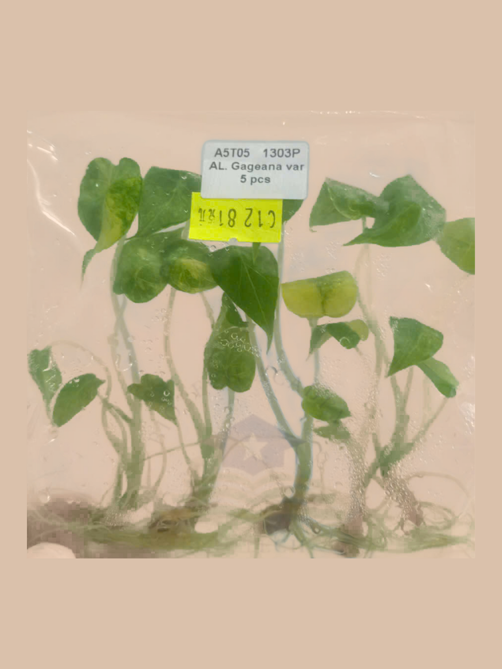 Alocasia gageana ‘Variegata’ cultivar reference, photo 3. Packaging and mature-plant images are illustrative; sold as 1 plant per bag.