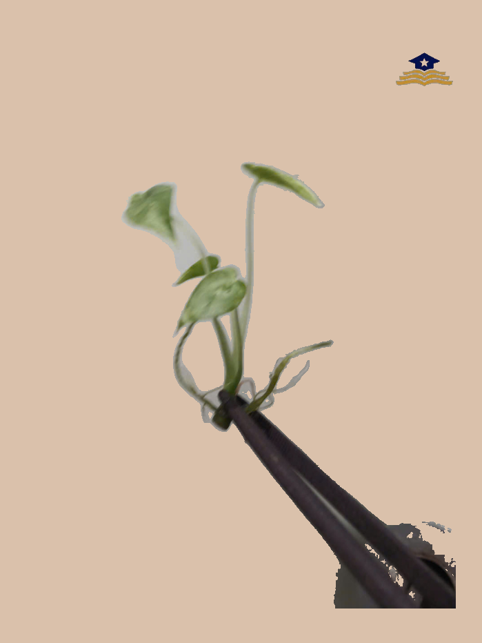 Alocasia gageana ‘Variegata’ cultivar reference, photo 5. Packaging and mature-plant images are illustrative; sold as 1 plant per bag.