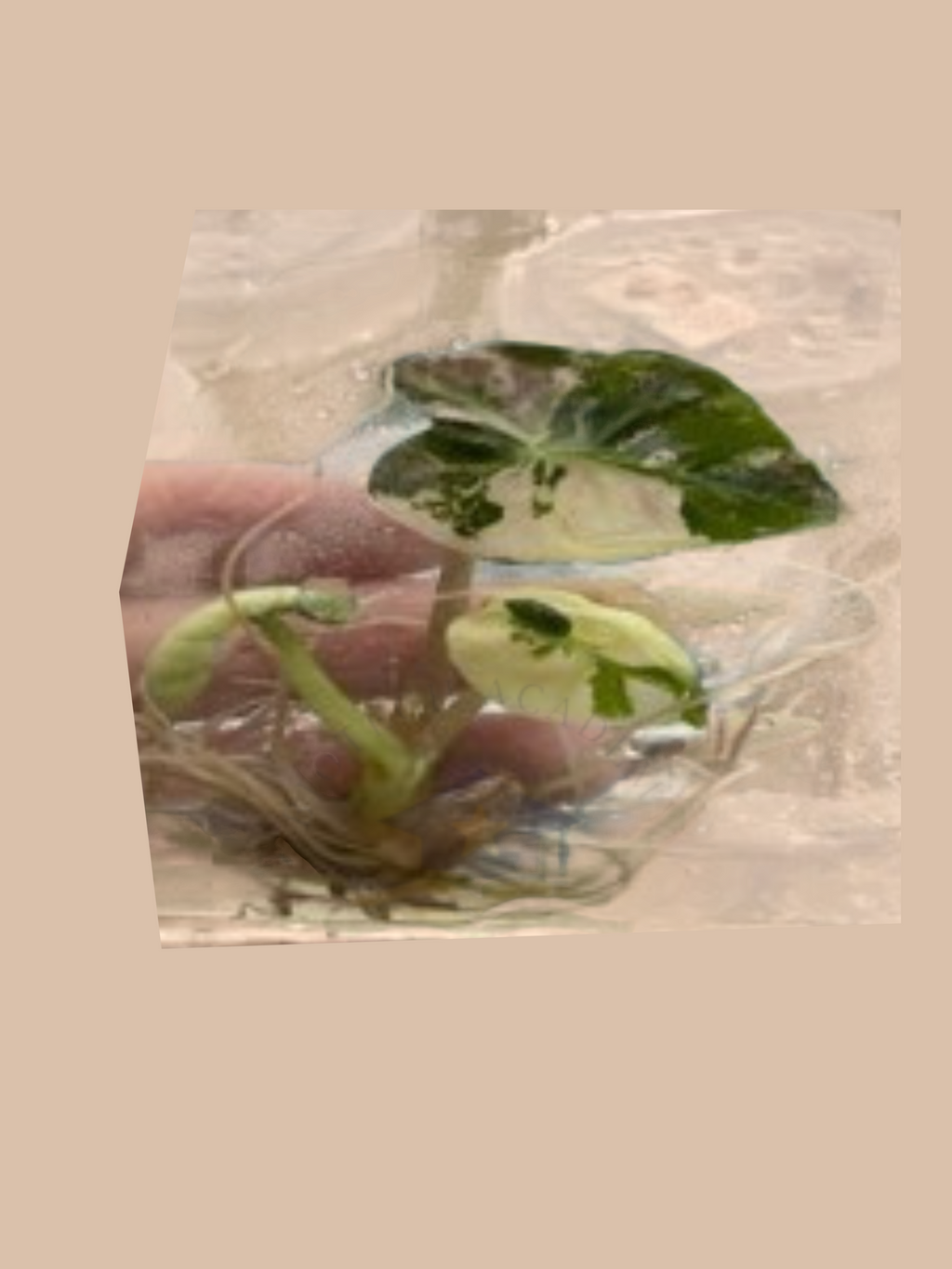 Alocasia ‘Balloon Heart Pink’ cultivar reference. Packaging and mature-plant images are illustrative; sold as 1 plant per bag.