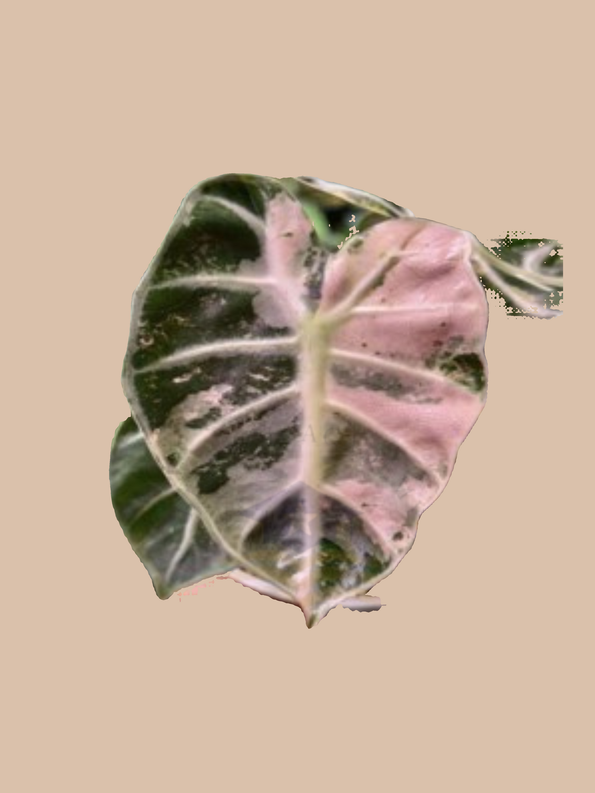 Alocasia ‘Balloon Heart Pink’ cultivar reference, photo 2. Packaging and mature-plant images are illustrative; sold as 1 plant per bag.