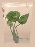 Alocasia Ninja Tricolor – Rare Variegated Foliage Plant cultivar reference. Packaging and mature-plant images are illustrative; sold as 1 plant per bag.