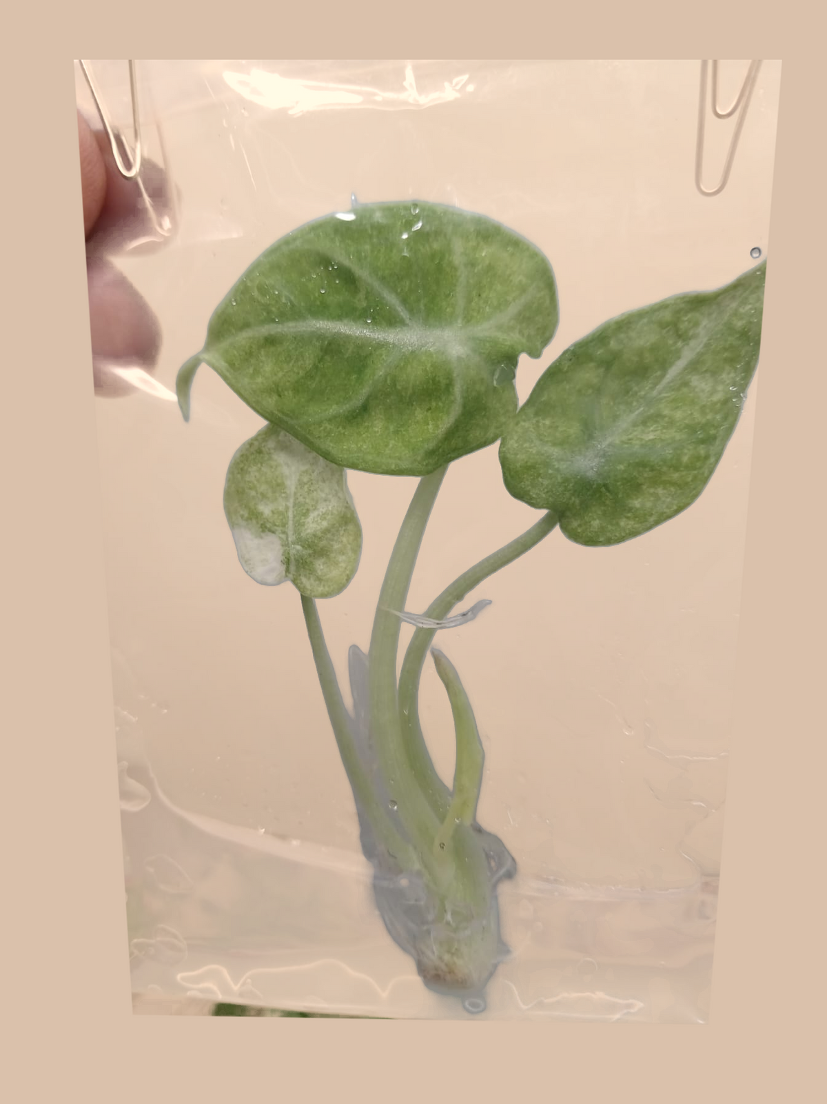 Alocasia Ninja Tricolor – Rare Variegated Foliage Plant cultivar reference, photo 2. Packaging and mature-plant images are illustrative; sold as 1 plant per bag.