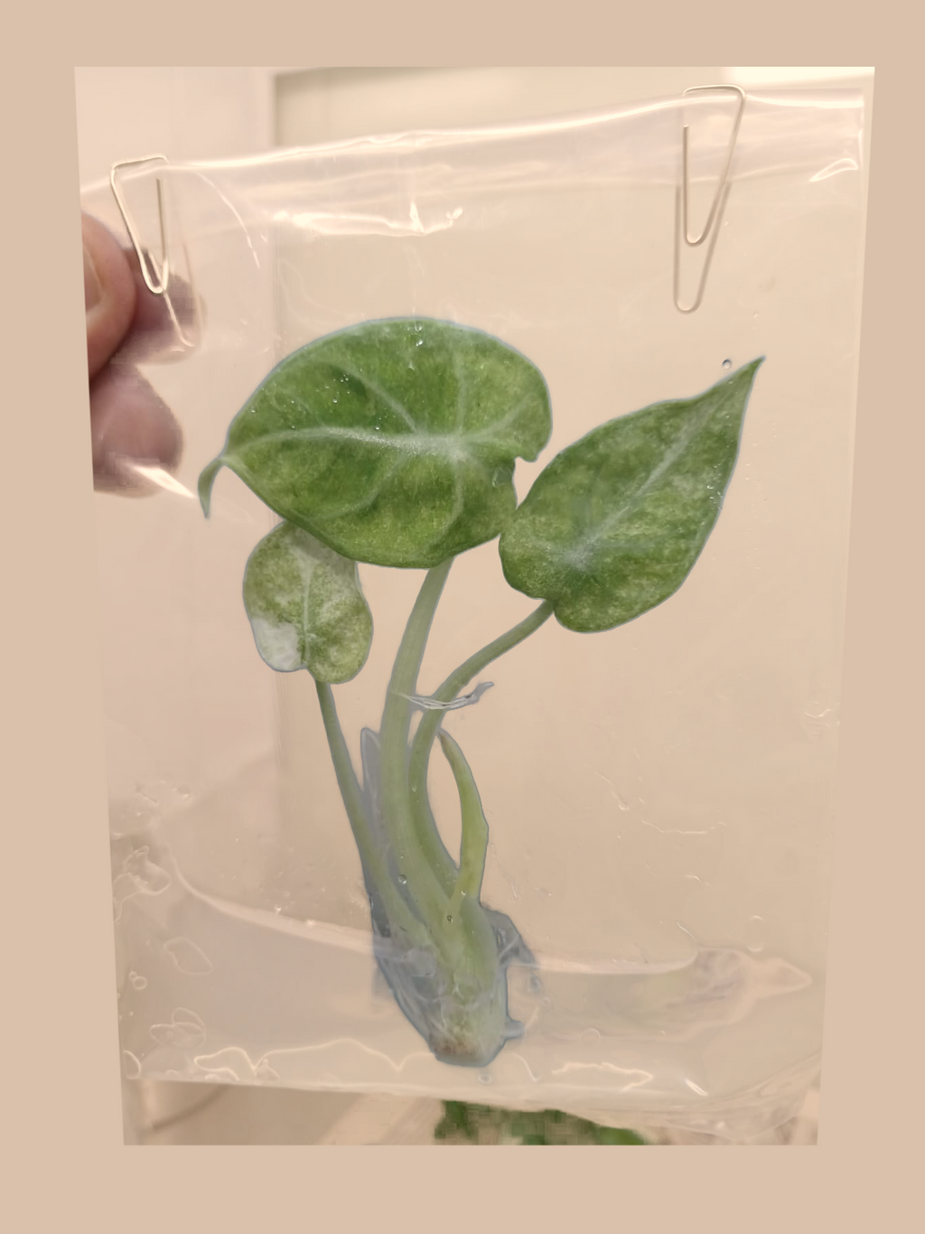 Alocasia Ninja Tricolor – Rare Variegated Foliage Plant cultivar reference, photo 3. Packaging and mature-plant images are illustrative; sold as 1 plant per bag.